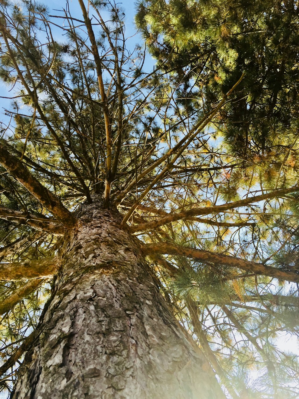 Photographie en contre-plongée d’un arbre brun pendant la journée