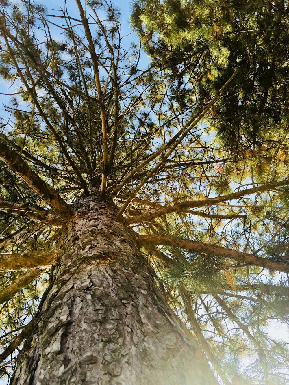 fotografia ad angolo basso dell'albero marrone durante il giorno