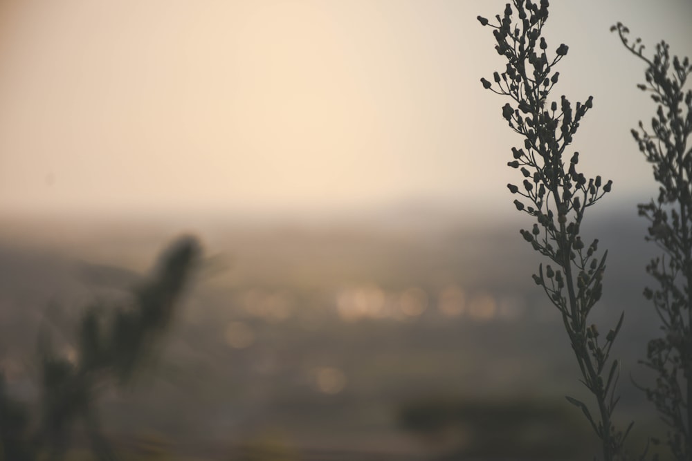 white flower in tilt shift lens