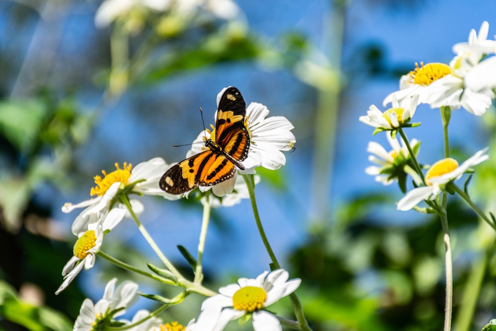 brown and black butterfly perched on white flower during daytime