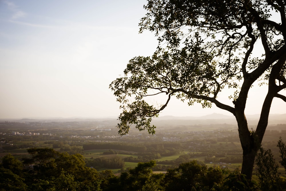 arbres verts sur un champ d’herbe verte pendant la journée