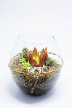 A glass terrarium containing a variety of succulents and cacti. The plants are arranged with decorative elements like small stones, soil, and moss. A jute string is tied around the glass, adding a rustic touch.