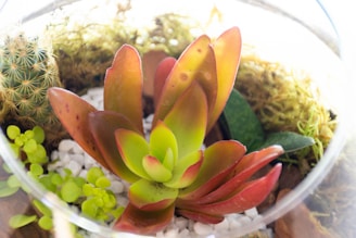 A vibrant terrarium containing a variety of succulents and cacti. The central plant has large, paddle-shaped leaves with a gradient from green to a rich red, surrounded by smaller, green succulents. There's a small round cactus on the left, partially obscured by the greenery. The plants are set in a base of white pebbles and bordered by moss.
