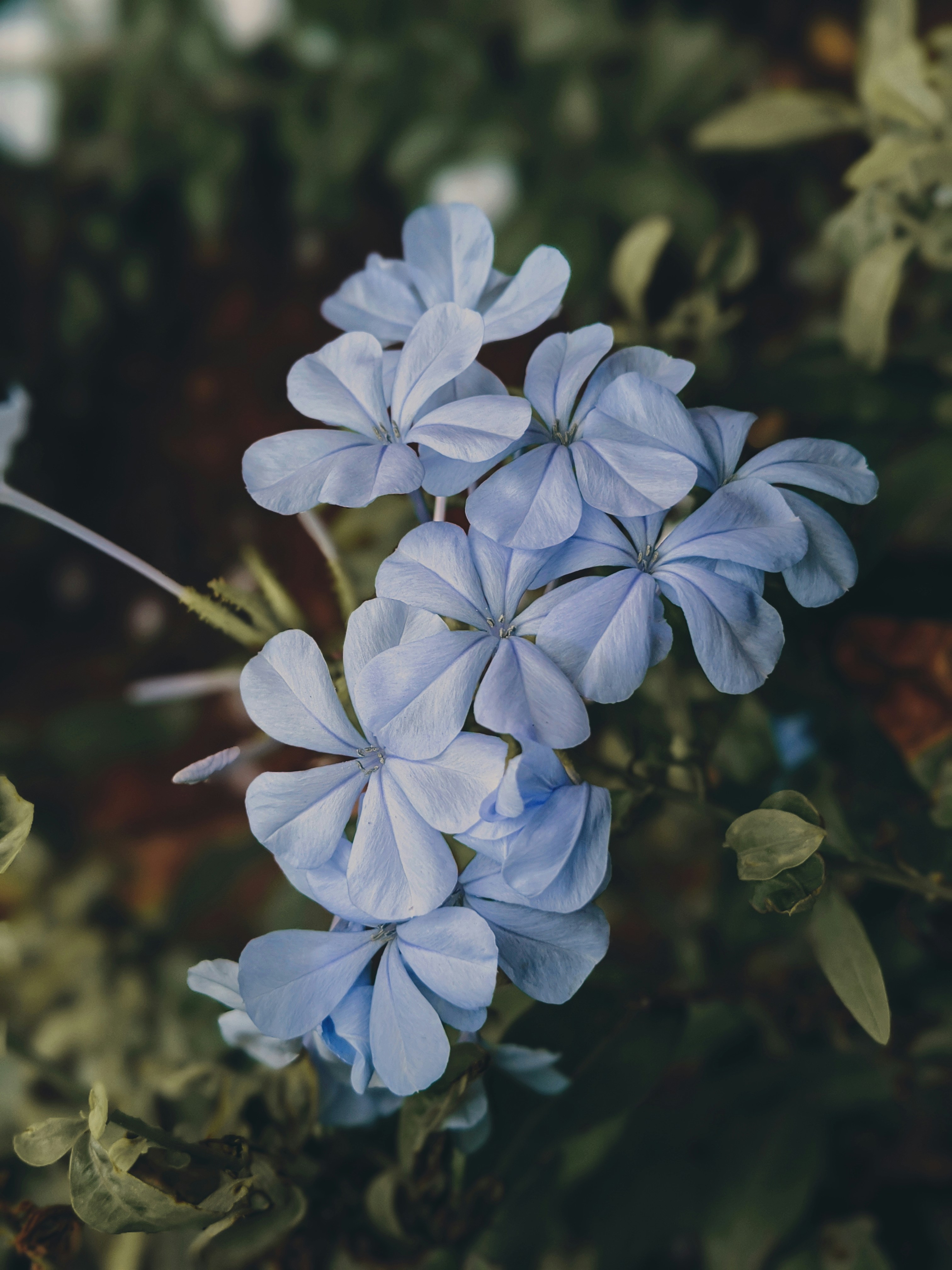 チルトシフトレンズの紫色の花