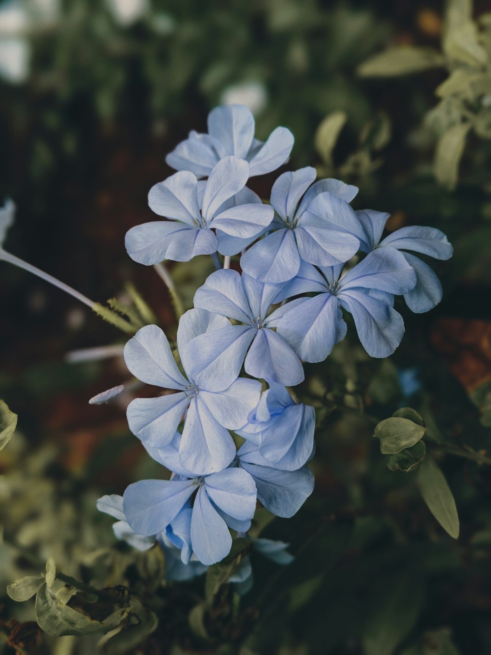 purple flowers in tilt shift lens