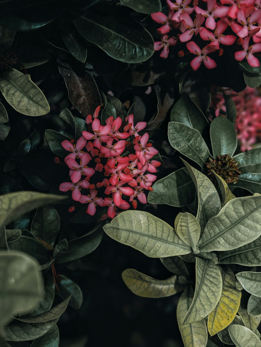 red flowers with green leaves