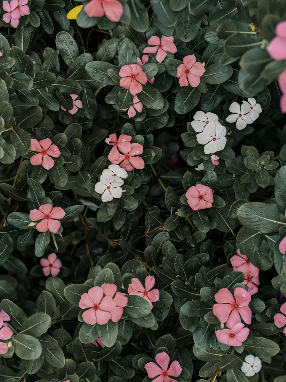 flores rosa e brancas com folhas verdes