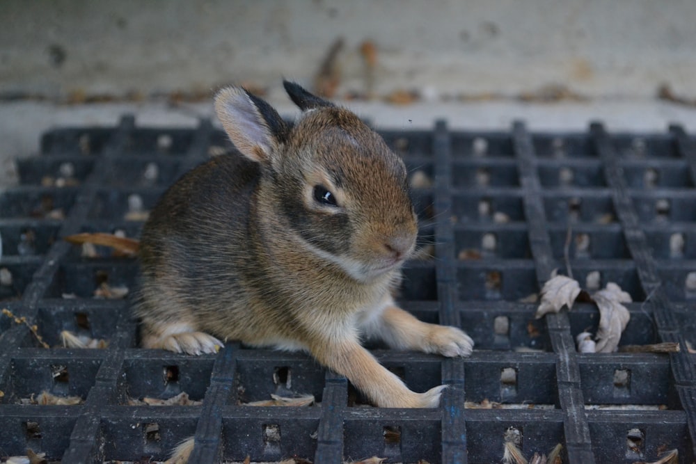 brown rabbit on black metal frame