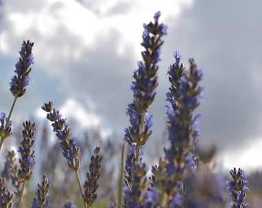 purple flowers under white clouds during daytime