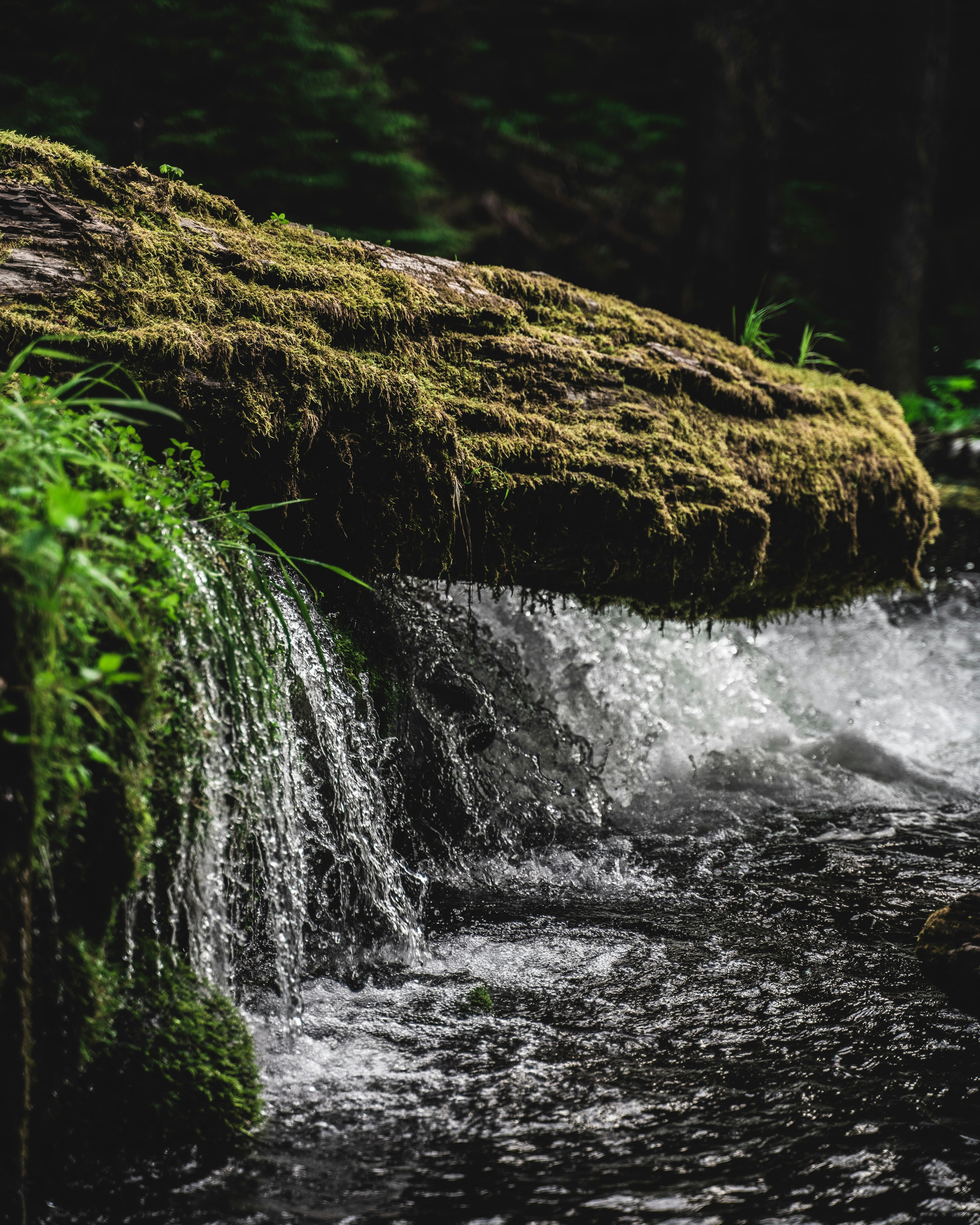 Mossy Log in Oregon. Insta: @TatonoMusicby tatonomusic