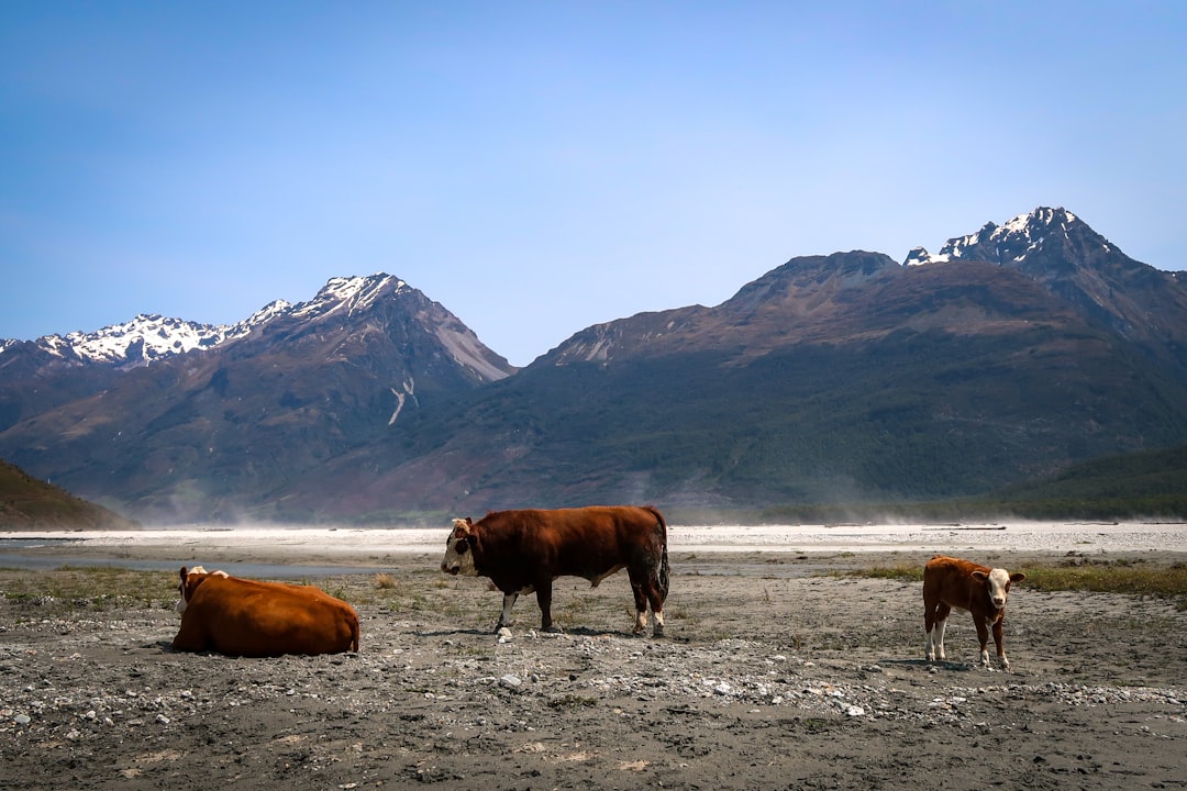 brown cow on snow covered field during daytime