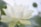 white lotus flower in bloom during daytime