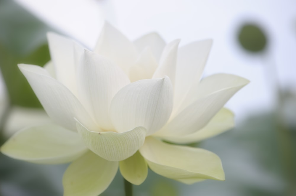 Weiße Lotusblume blüht tagsüber