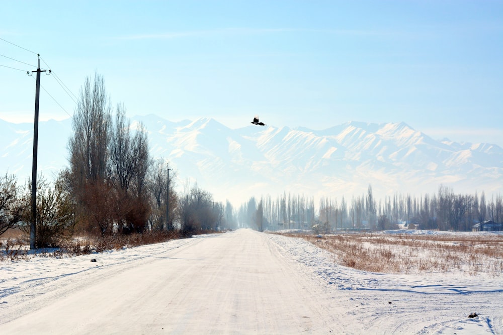 snow covered road near trees and mountains during daytime