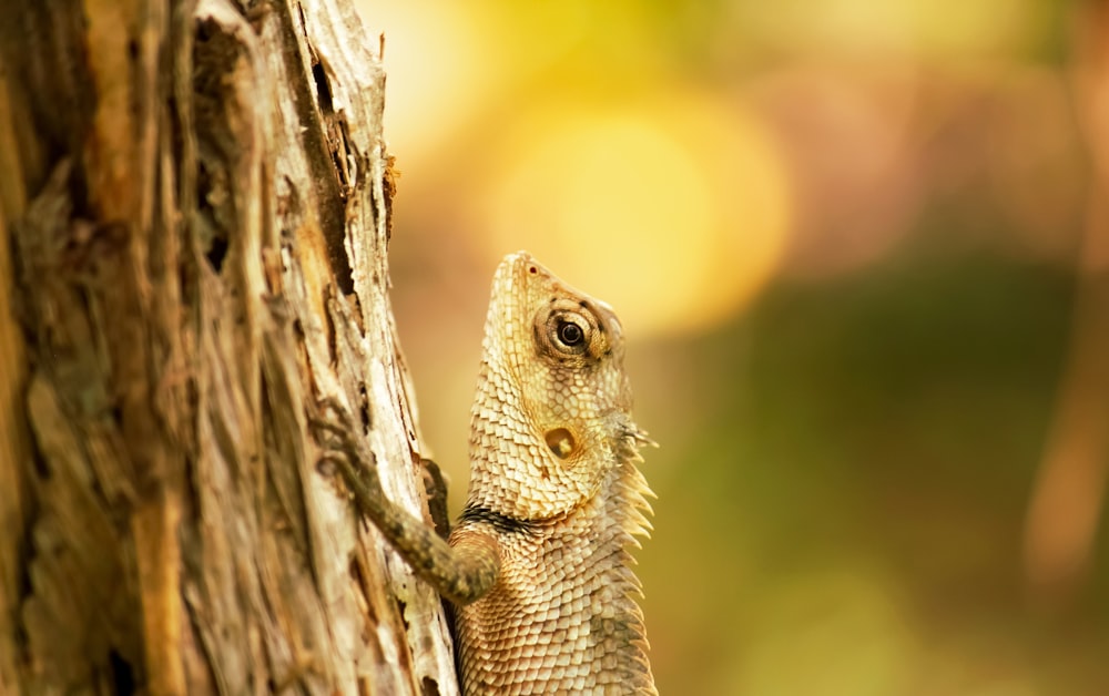 brown and gray lizard on brown wood