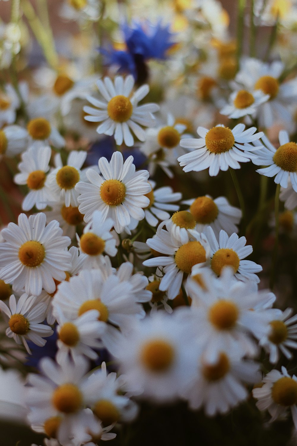 white and yellow daisy flowers