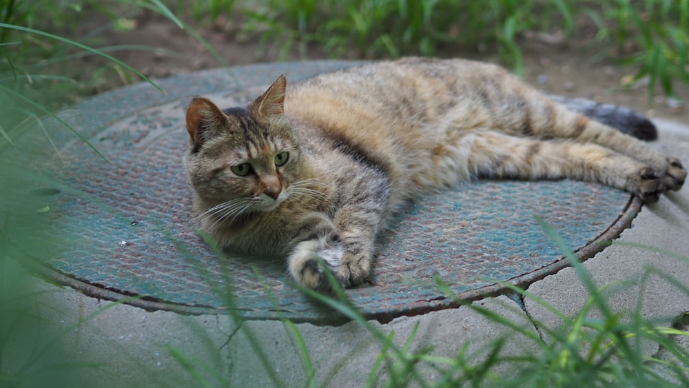 brown tabby cat lying on green concrete floor