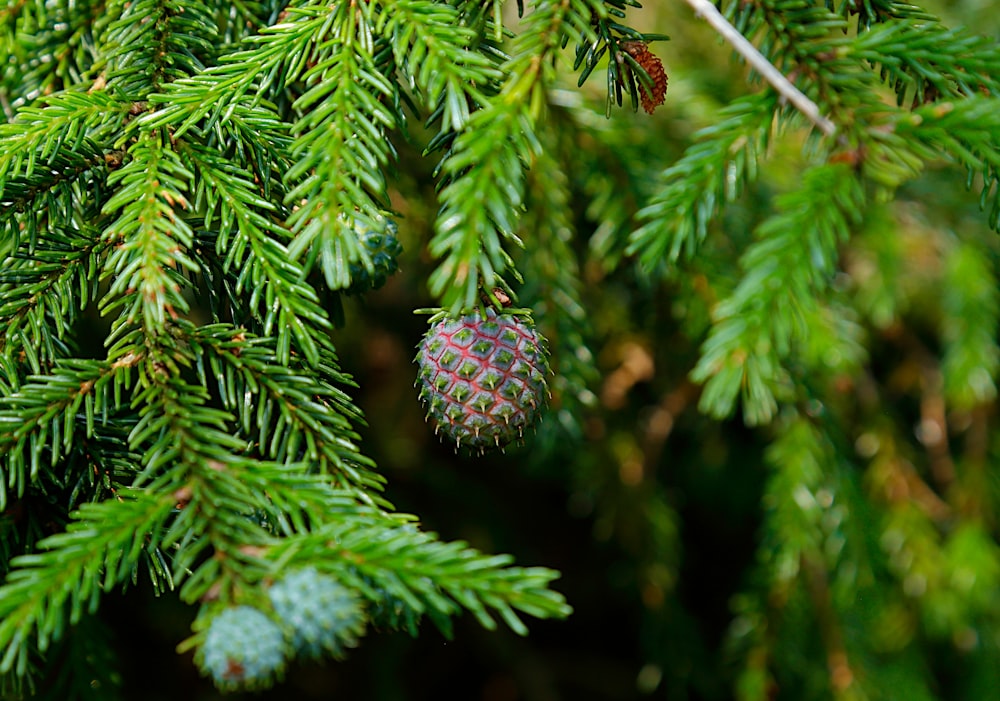 green pine cone on green pine tree