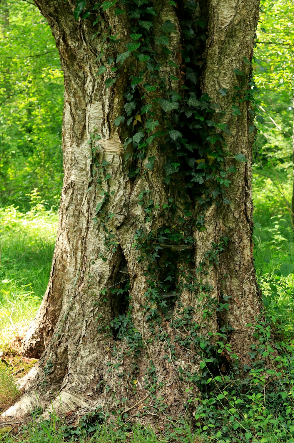tronco marrom da árvore no campo verde da grama durante o dia