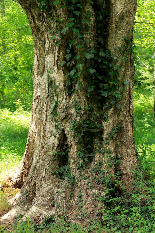 brown tree trunk on green grass field during daytime in Haren Netherlands