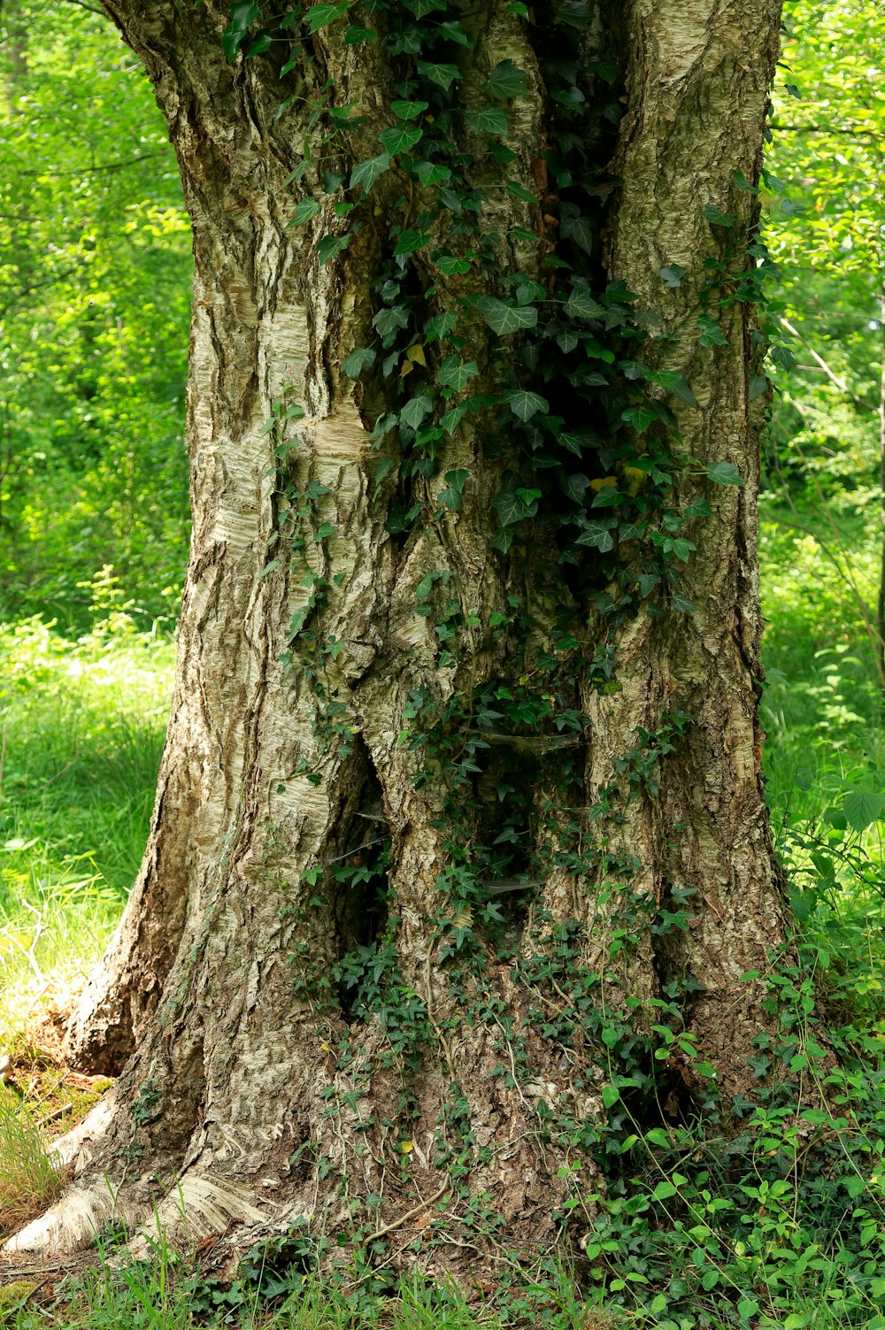 brown tree trunk on green grass field during daytime