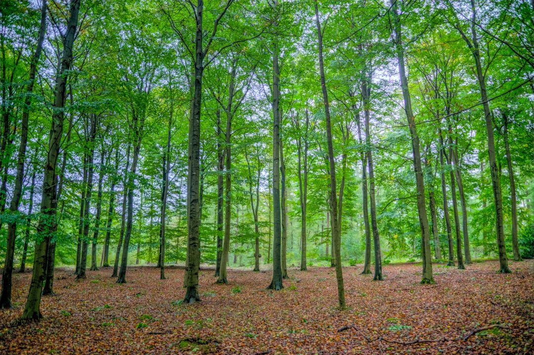 Forest photo spot Tbilisi Tbilisi National Park