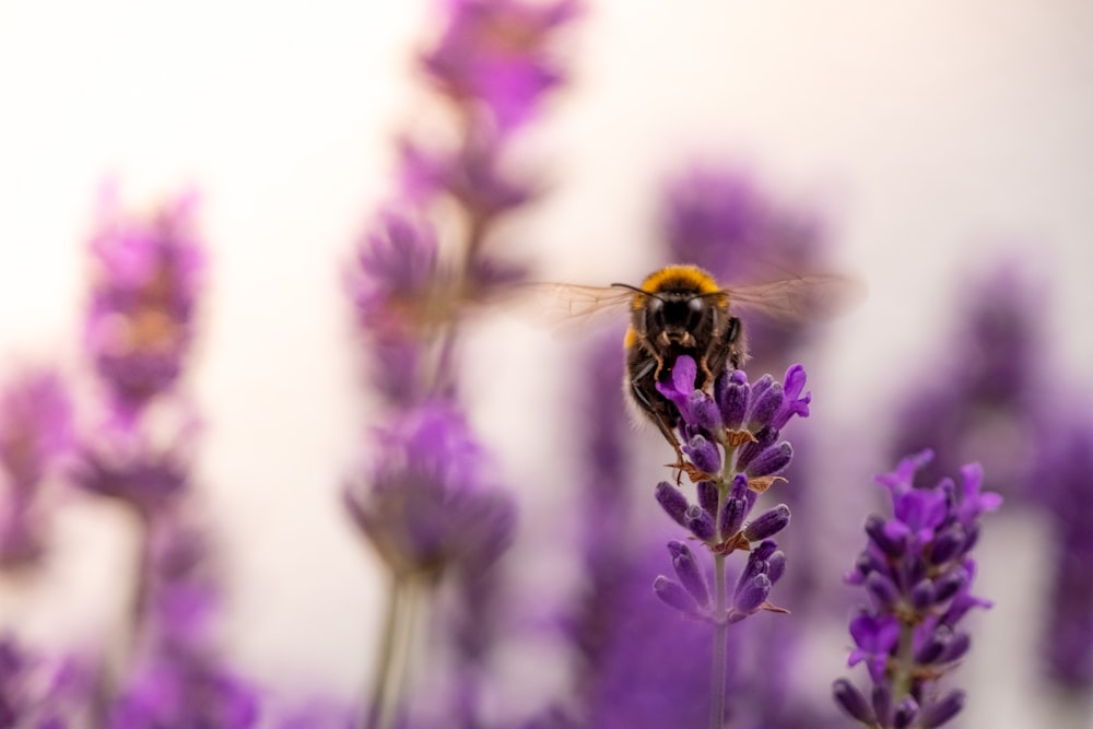 black and yellow bee on purple flower