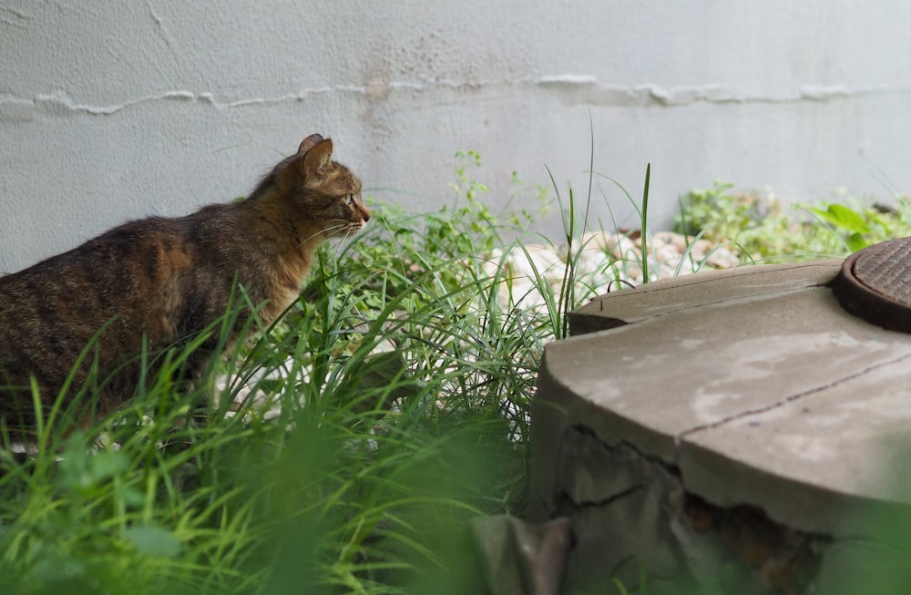 brown tabby cat on green grass