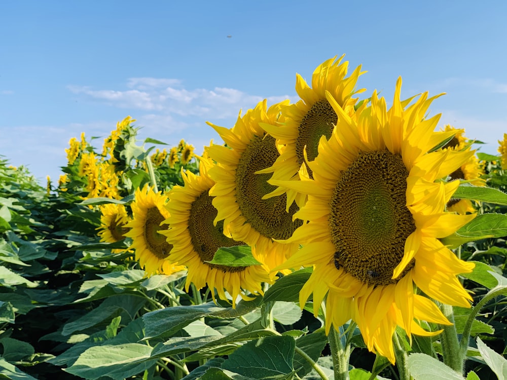 sunflower field under blue sky during daytime