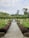 A beautifully landscaped garden features a neatly paved pathway lined with trimmed hedges and symmetrical plant arrangements in large decorative pots. In the background, tall palm trees and vibrant greenery create a lush, tropical atmosphere. The sky is partly cloudy, adding a serene element to the scene.