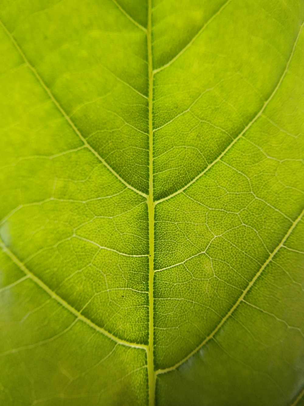 green leaf in close up photography