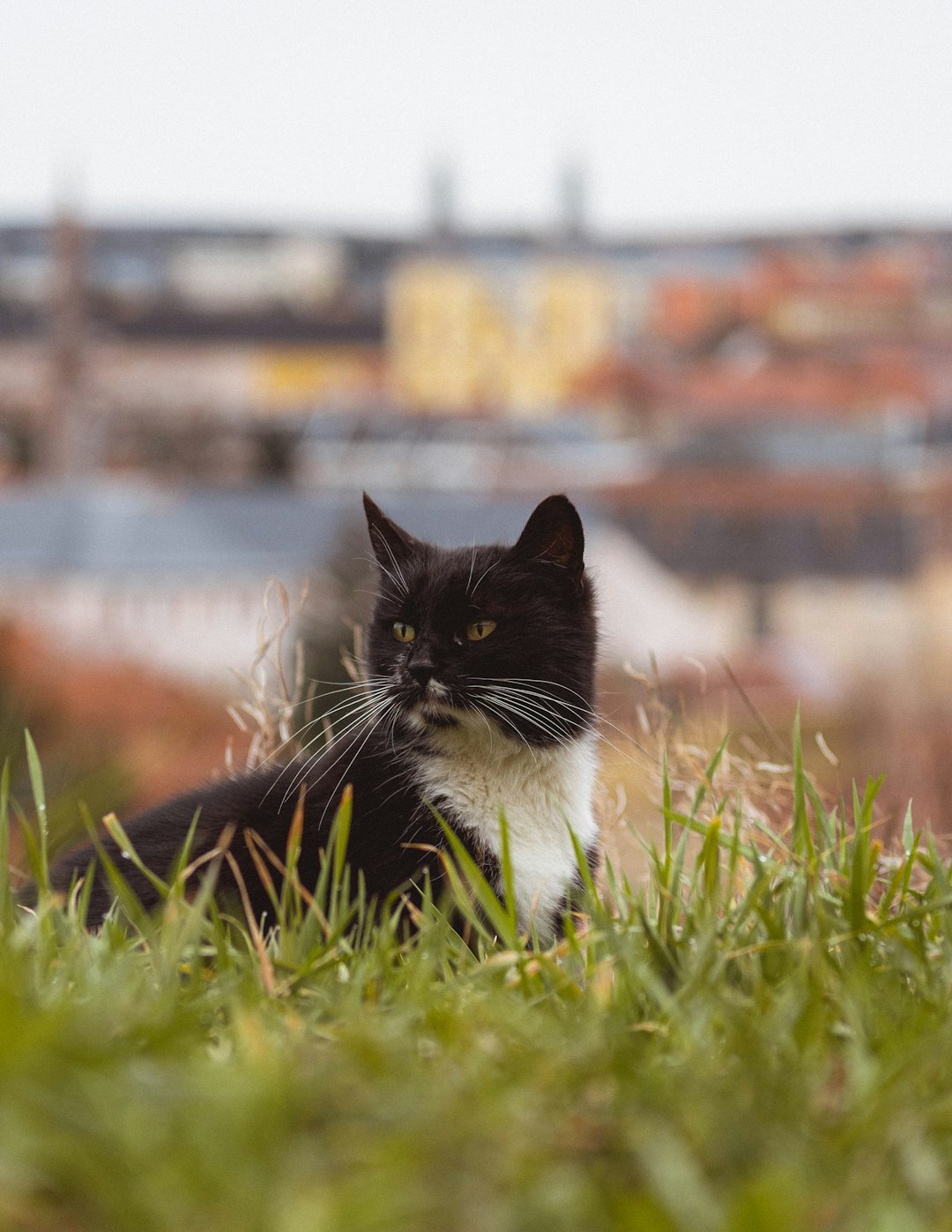 tuxedo cat on green grass during daytime