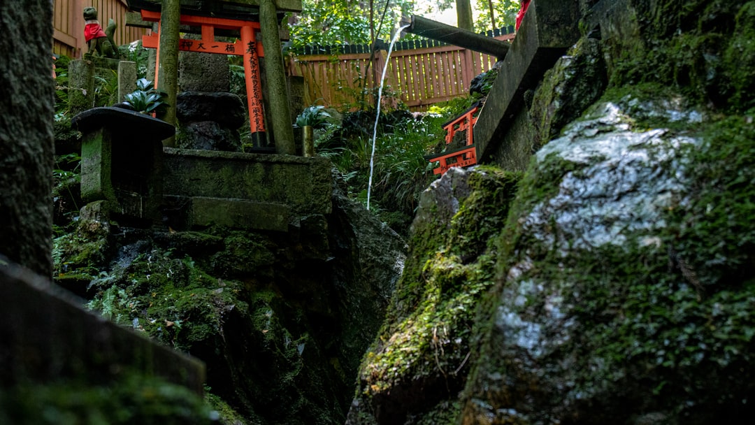 Jungle photo spot Fushimi-ku Kyoto