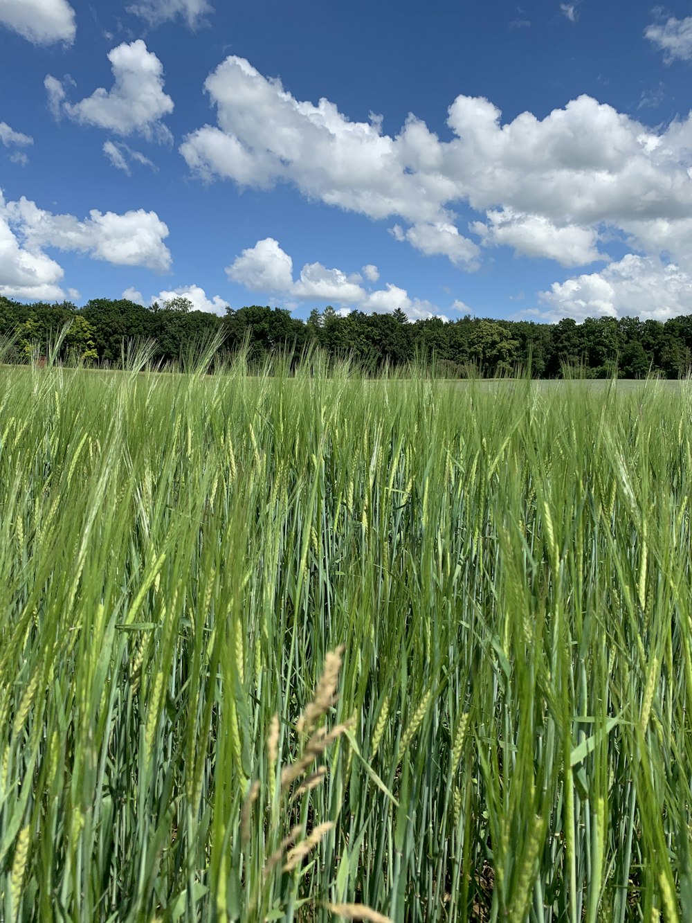 campo de grama verde sob o céu azul durante o dia