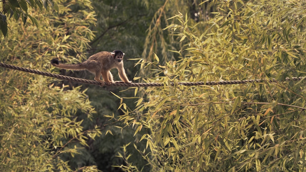 macaco marrom e branco no galho da árvore durante o dia