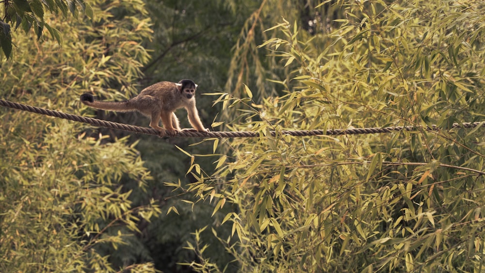 brown and white monkey on tree branch during daytime