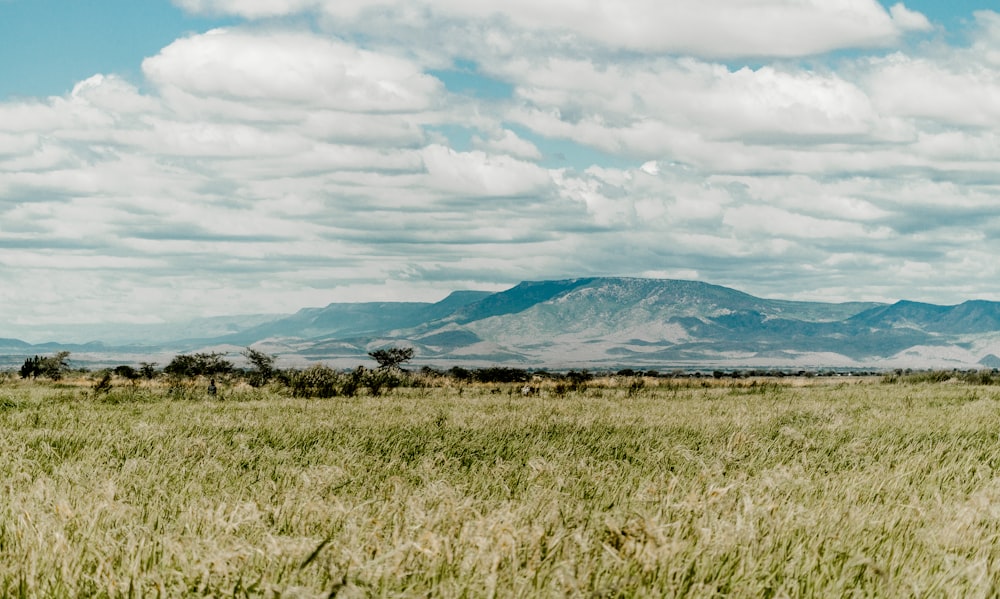 green grass field near mountain under white clouds and blue sky during daytime