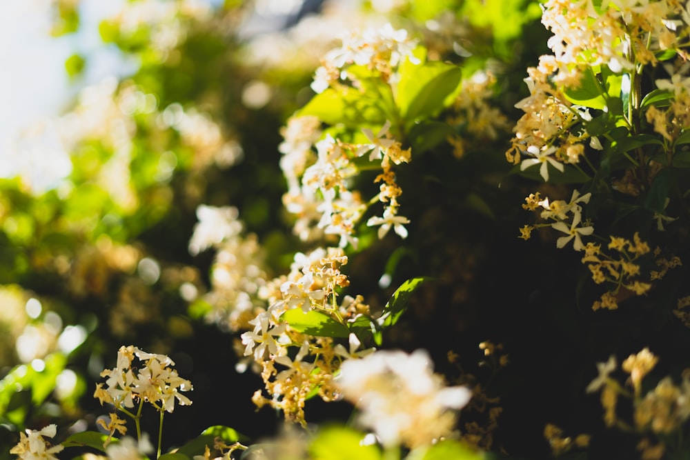 white flowers in tilt shift lens