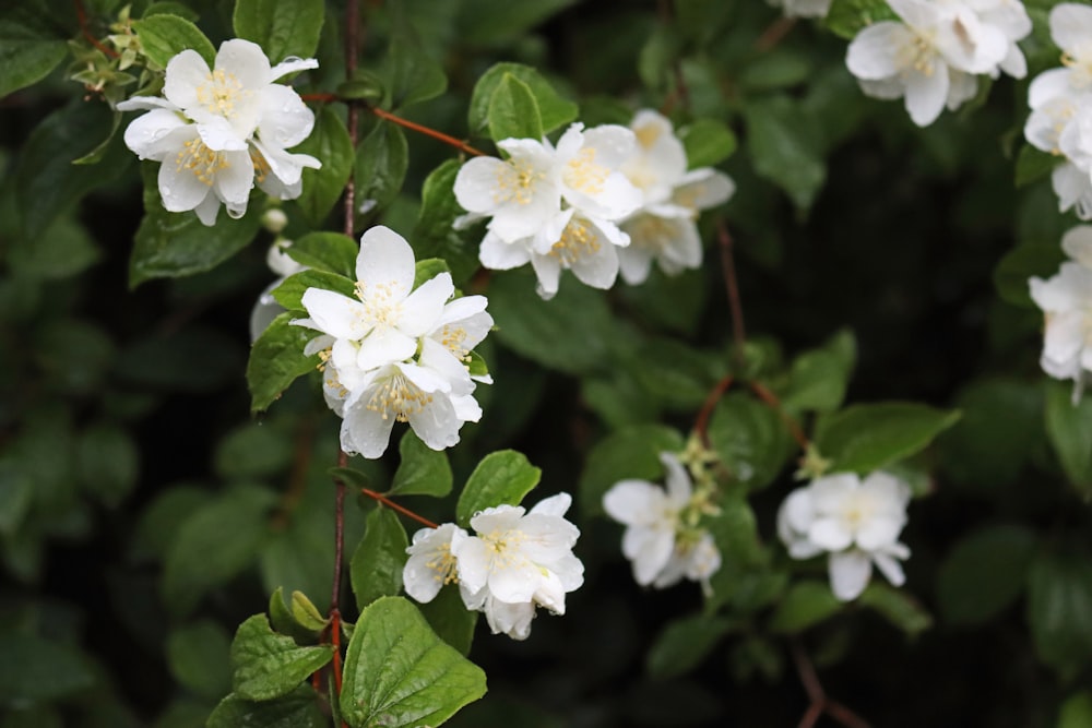 white flowers with green leaves