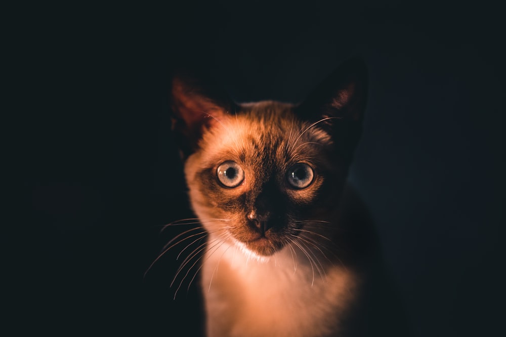 brown and white cat with black background