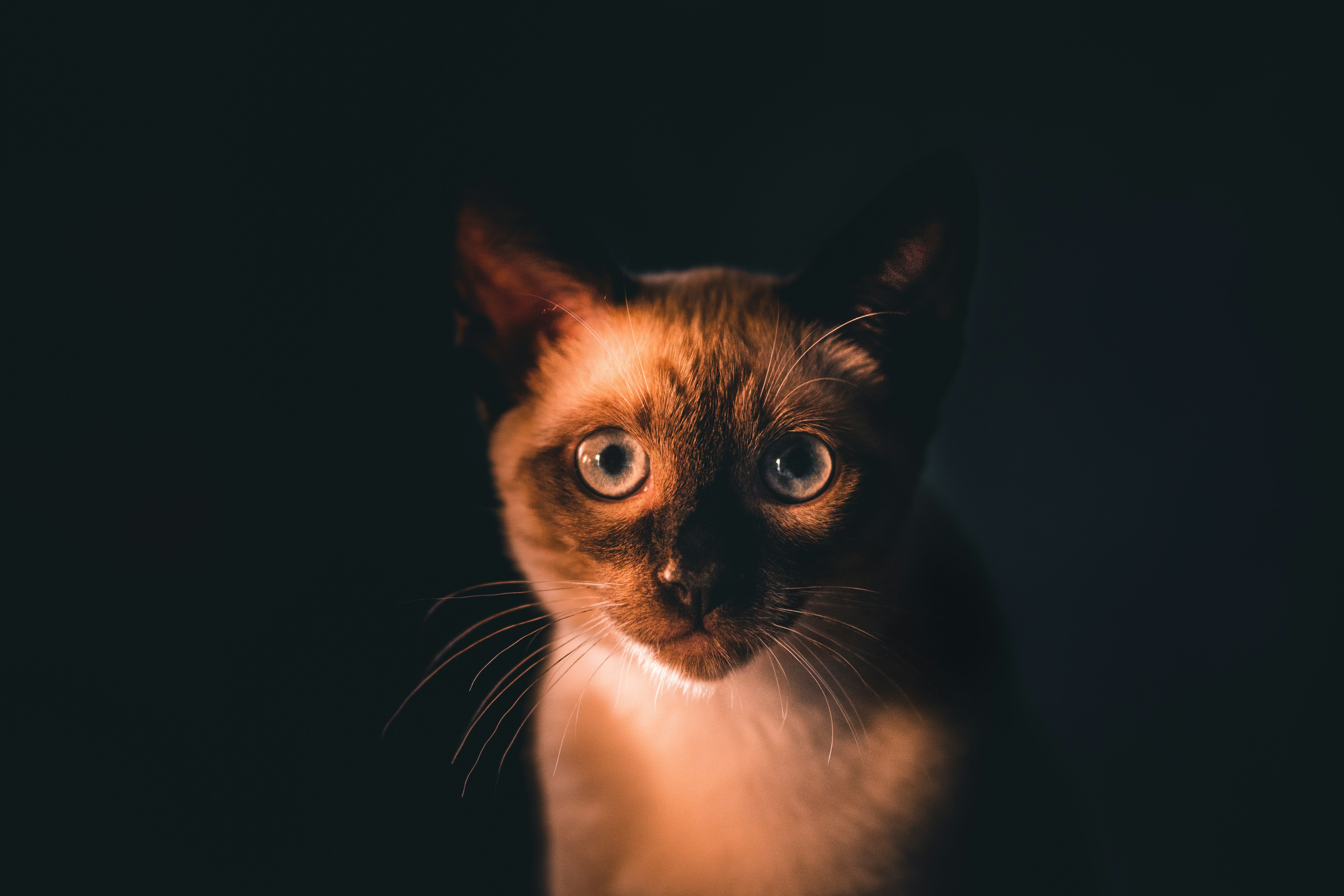 brown and white cat with black background