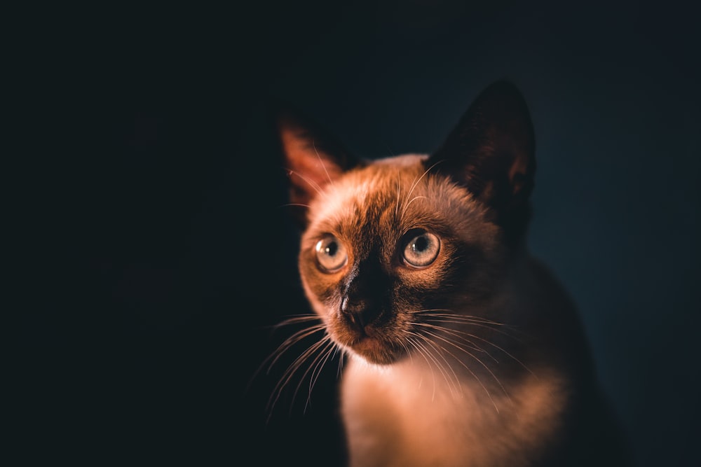 brown and white cat with black background