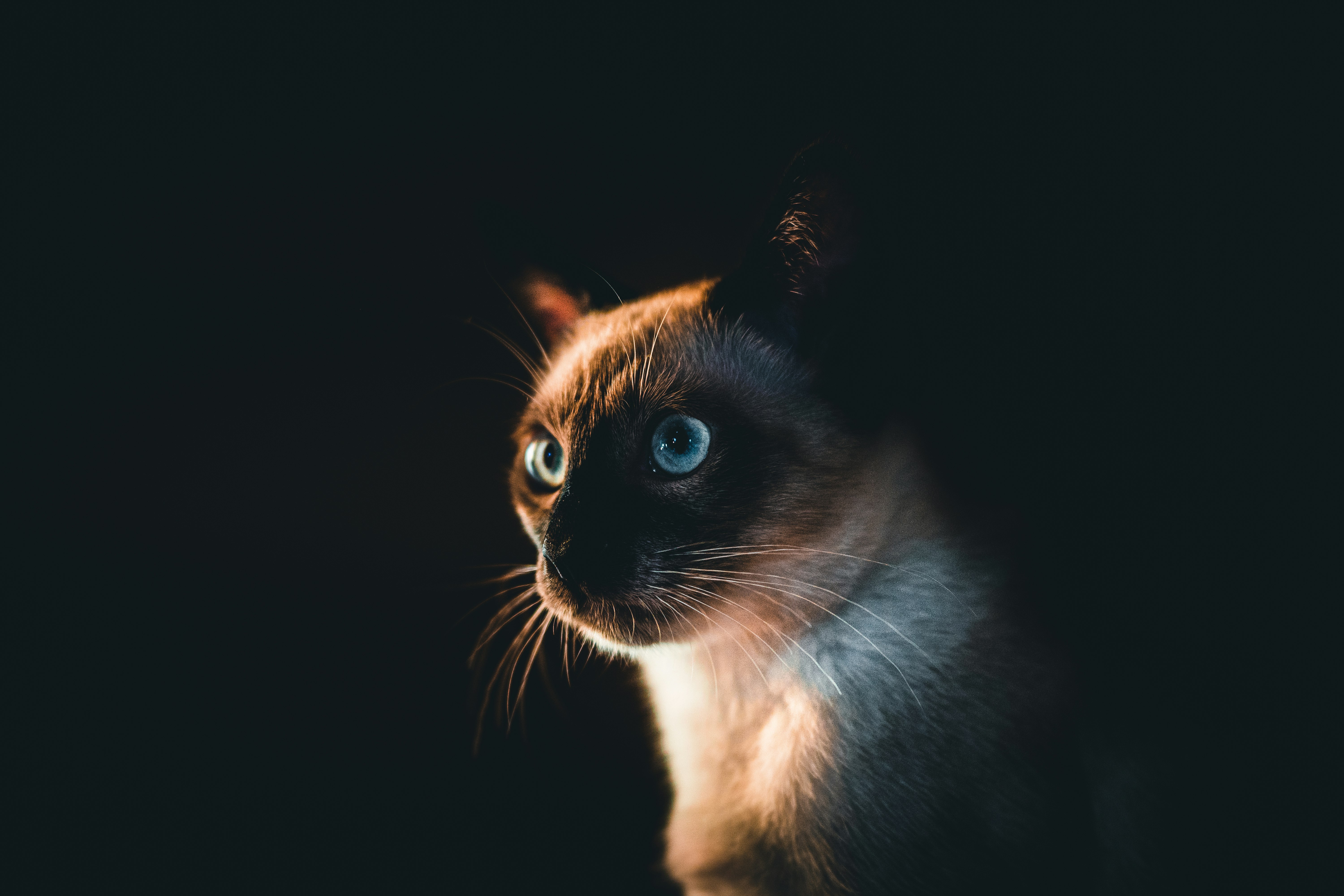 brown and white cat with black background