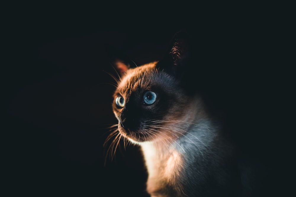 brown and white cat with black background