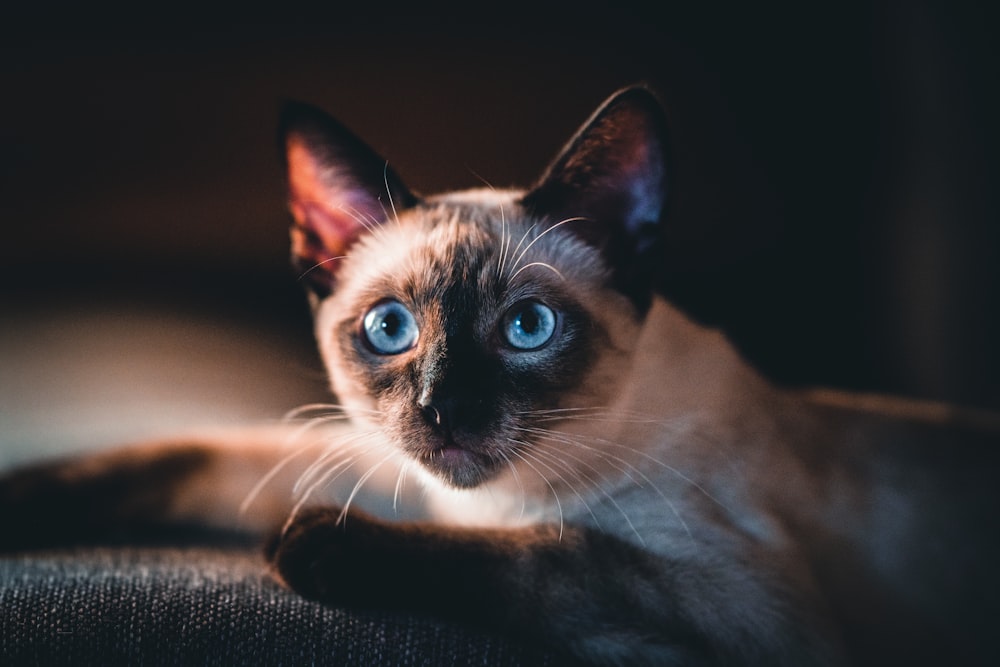 파란 눈을 가진 갈색과 검은 색 고양이