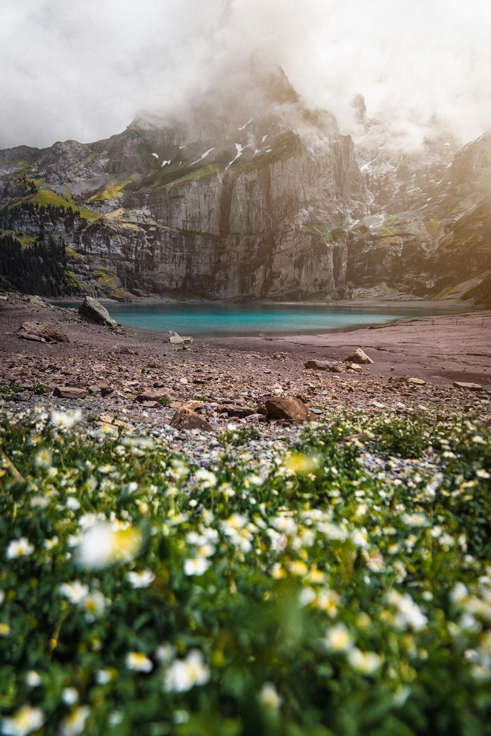 white flowers near body of water during daytime