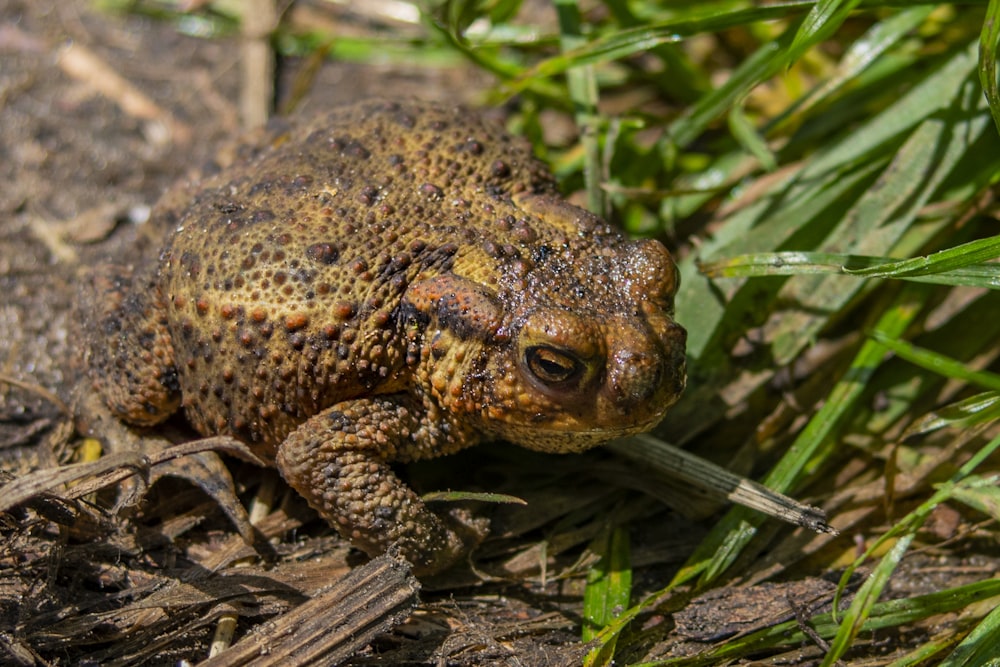 brown and black frog on green grass