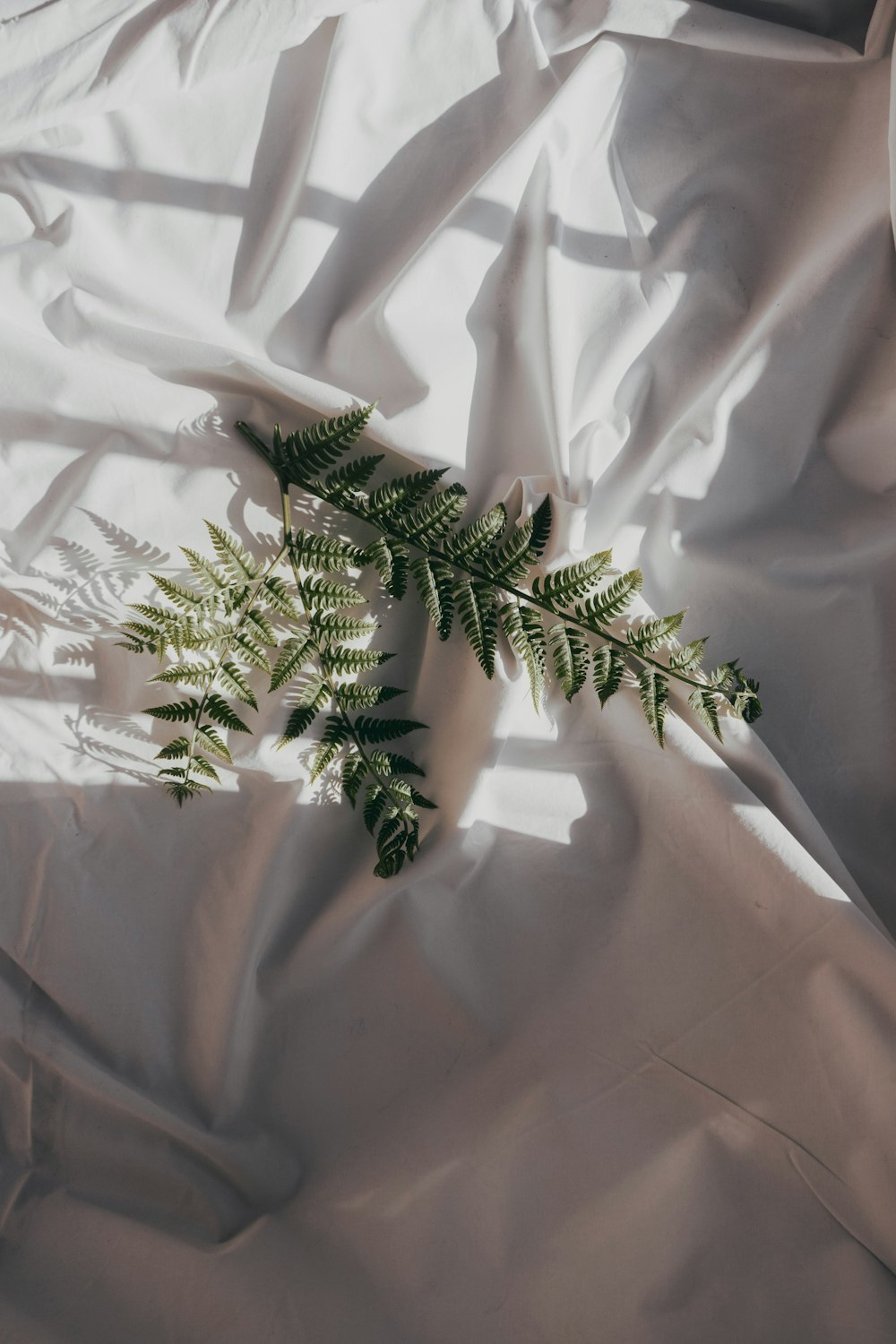 green plant on white textile