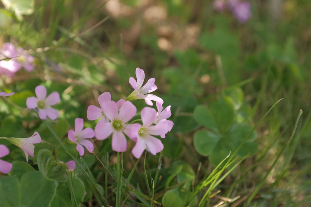 purple flower in tilt shift lens