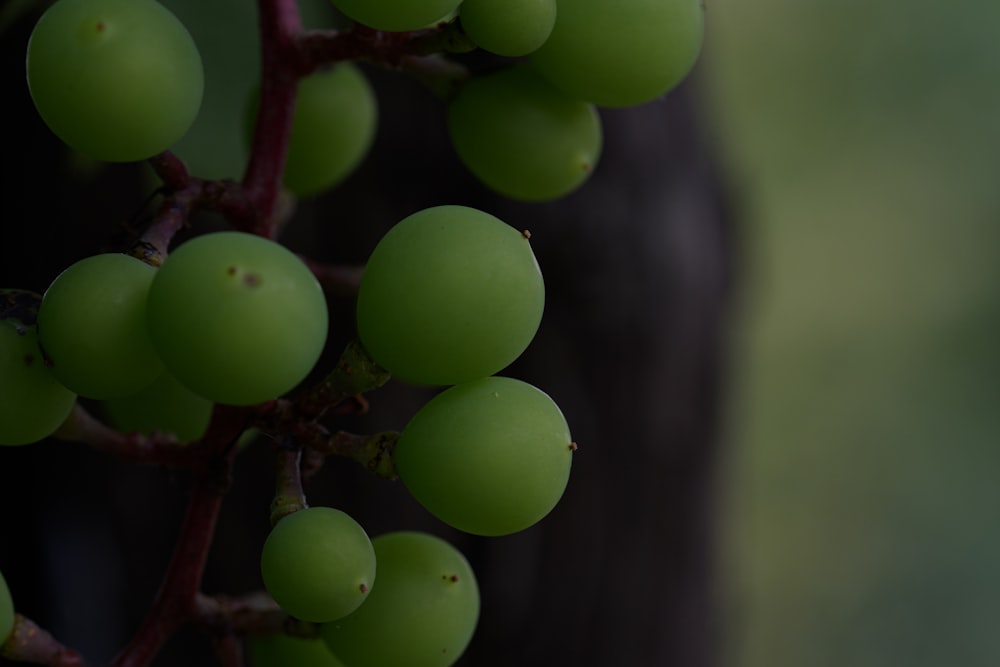 green round fruit in close up photography